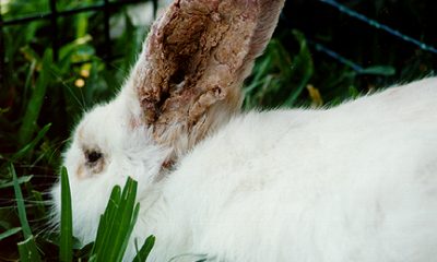 how to get rid of mites on rabbits