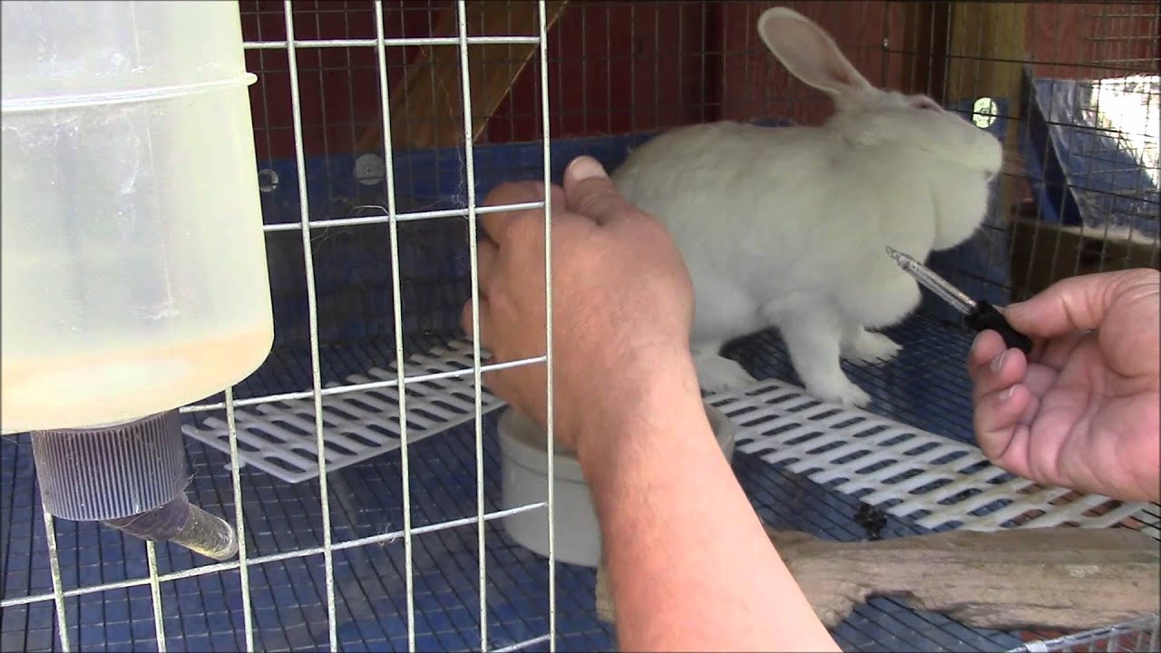rabbit mites treatment pets at home