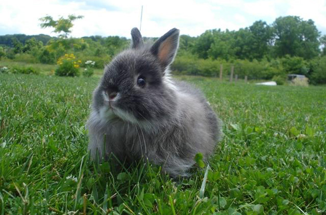 Jersey Wooly Rabbit
