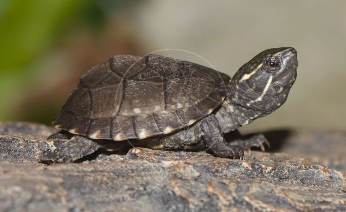 Different Sea/Aquatic & Land Turtles That Stay Small - YardPals