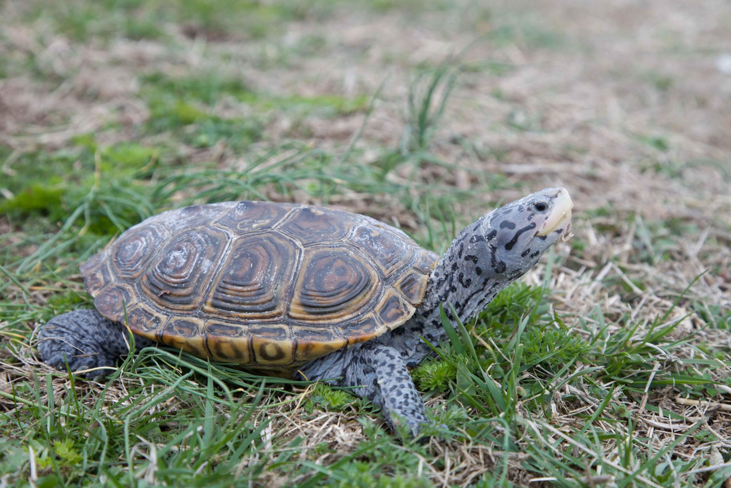 Different Sea/Aquatic & Land Turtles That Stay Small - YardPals