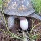 Where Do Turtle Eggs Come Out Of?