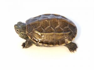 reeves-turtle