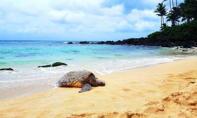 Best Time & Place to See Turtles in Oahu - Laniakea Beach