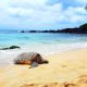 Best Time & Place to See Turtles in Oahu - Laniakea Beach