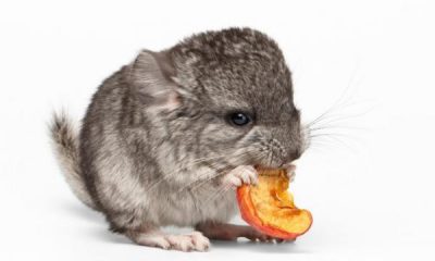 What does Chinchilla Eat