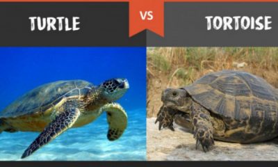 Differences_Between_Turtles_and_Tortoises