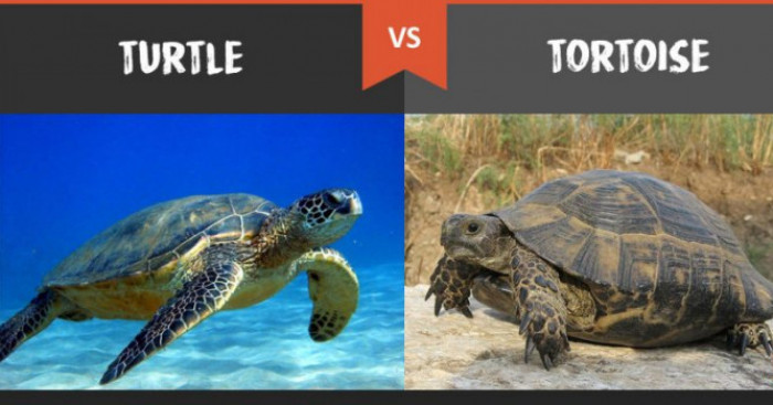 Differences_Between_Turtles_and_Tortoises