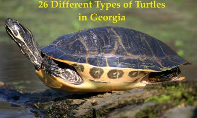 Types of turtles in georgia