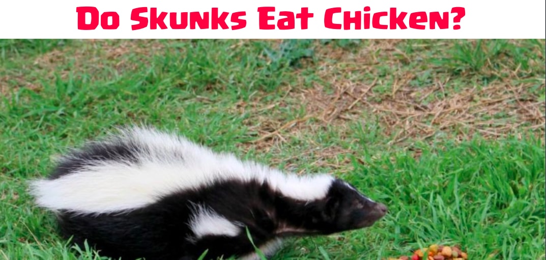 Do Skunks Kill Chickens