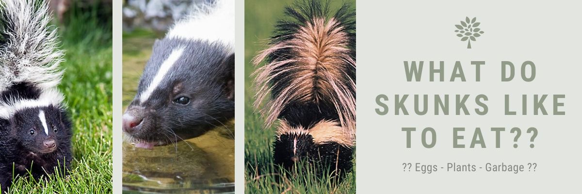 What do skunks like to eat?