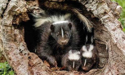 when do skunks have babies