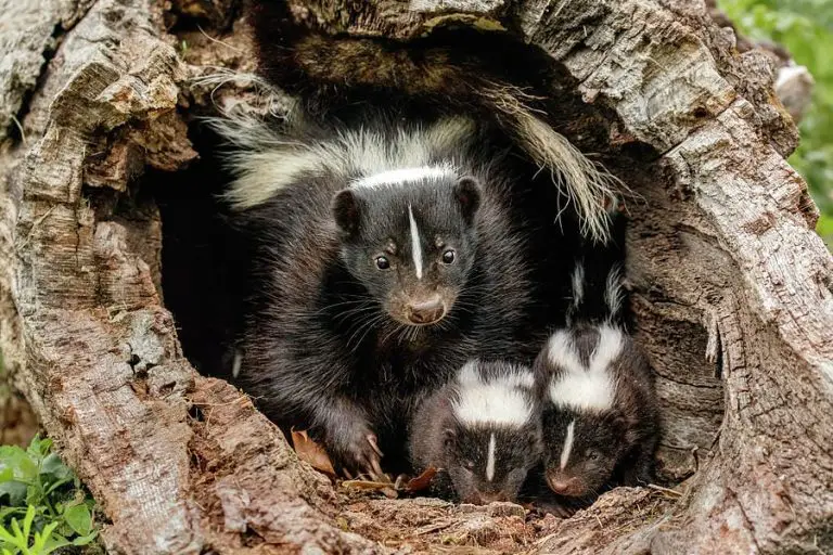 When Do Skunks Have Babies? #FamilyTime - YardPals