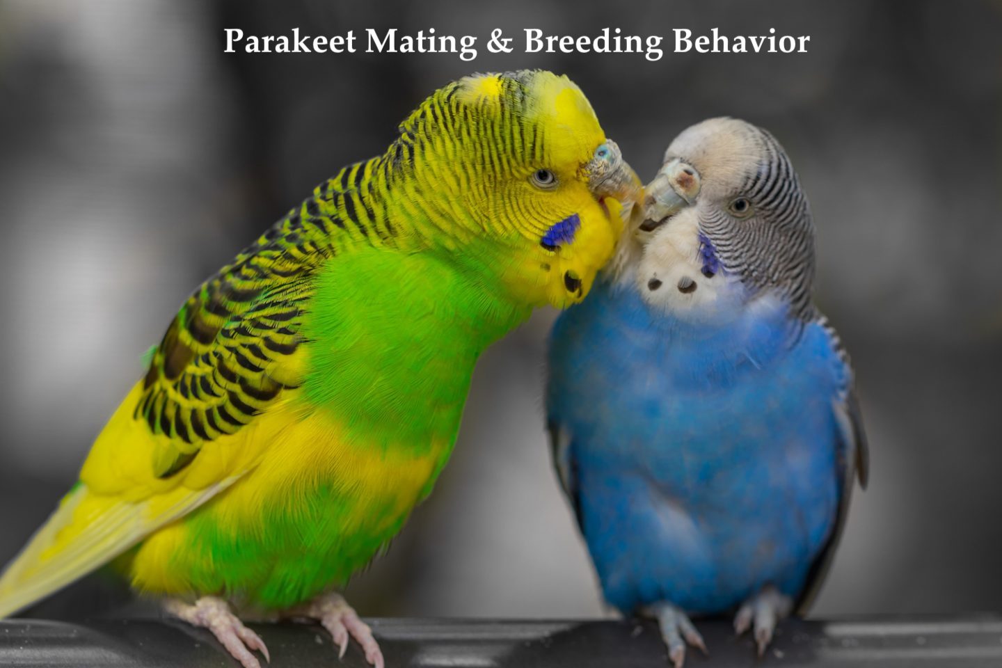 Parakeets Breeding Mating All That You Need To Know Yardpals