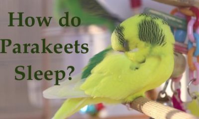 how do parakeets sleep?