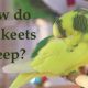 how do parakeets sleep?