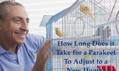 How Long Does it Take for a Parakeet to Adjust to a New Home?