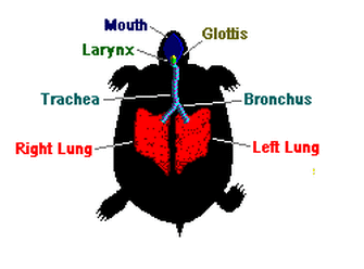 How do Turtles Breathe - Respiratory System.jpeg