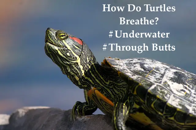 How Do Turtles Breathe? #Through Their Butts #Underwater #In Winter ...