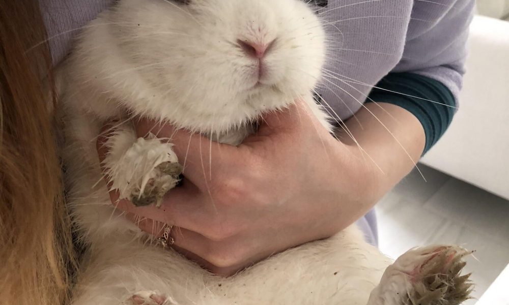 How to Clean Rabbits Feet, Fur, Eyes, Ears, Bottom and Urine Stains? #