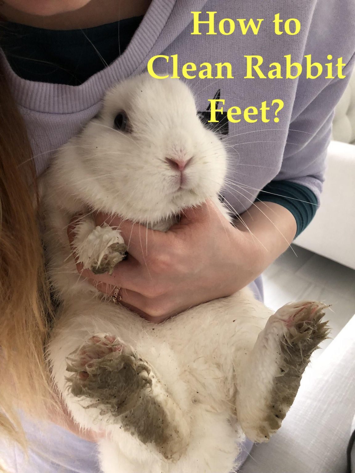 How to Clean Rabbits Feet, Fur, Eyes, Ears, Bottom and Urine Stains? #