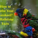 How to bathe a parakeet?