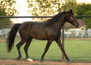 best horse breed for beginners