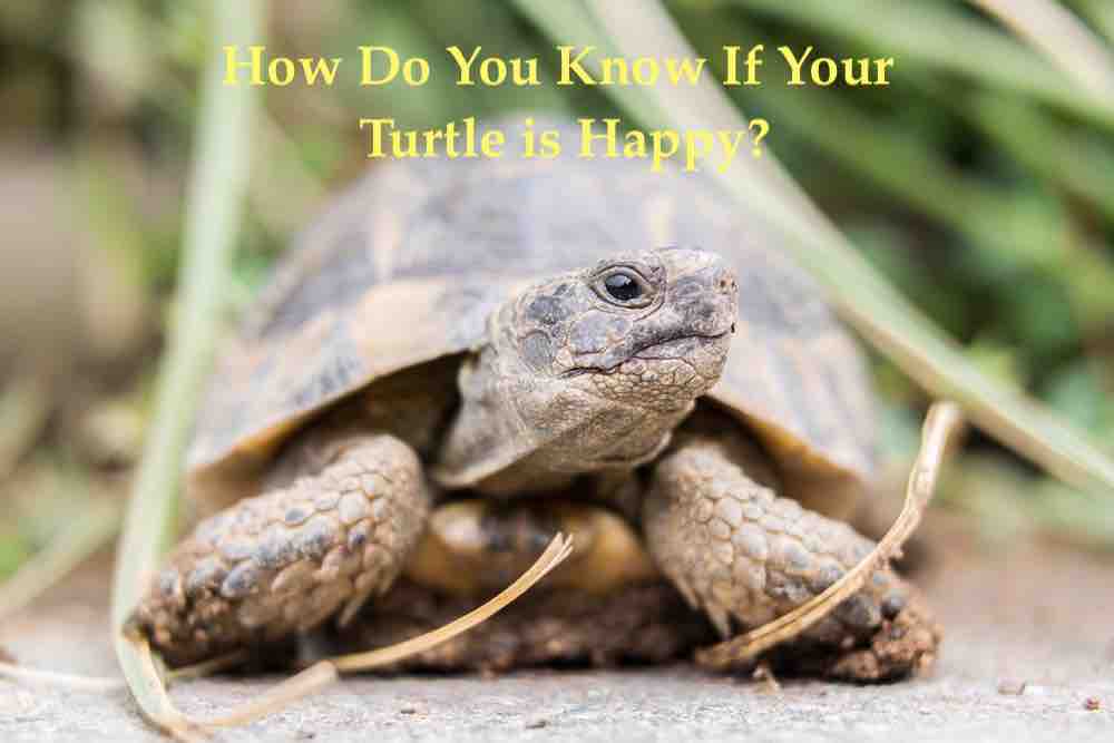 How to Know If a Turtle Is Happy? #Gratify Your Turtle #Playtime - YardPals