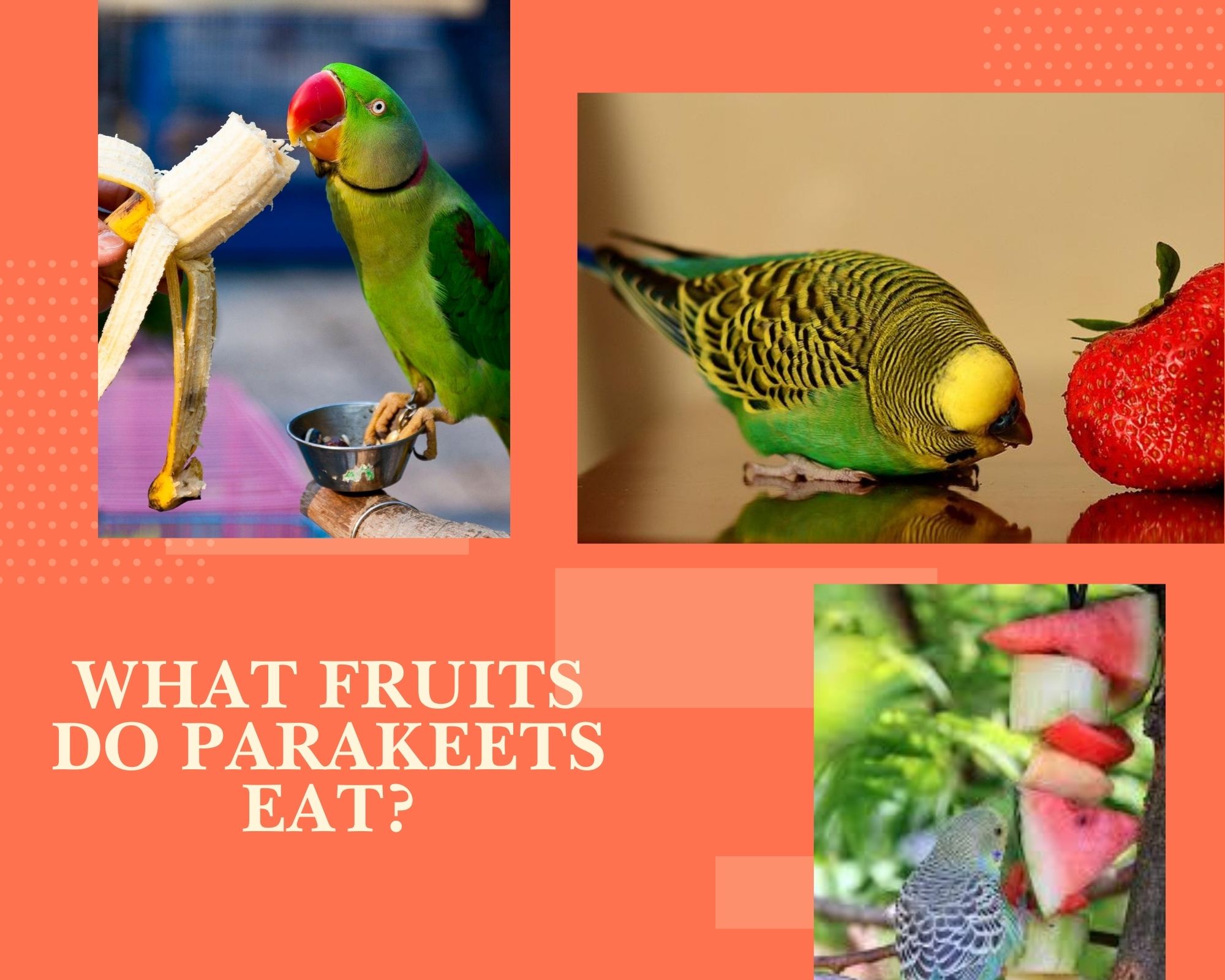 What Fruits do Parakeets Eat