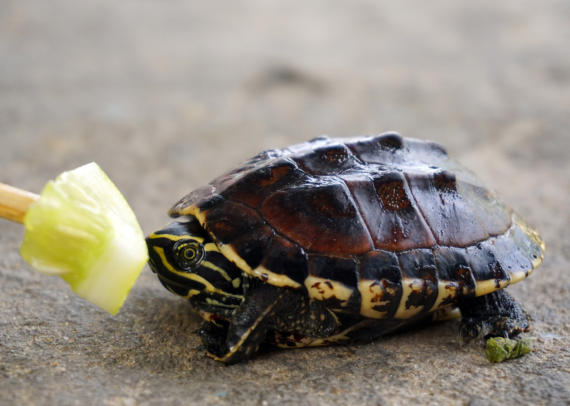 what-do-land-turtles-eat-grapes-bread-shrimp-tomatoes-yardpals