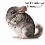 are chinchillas marsupials?