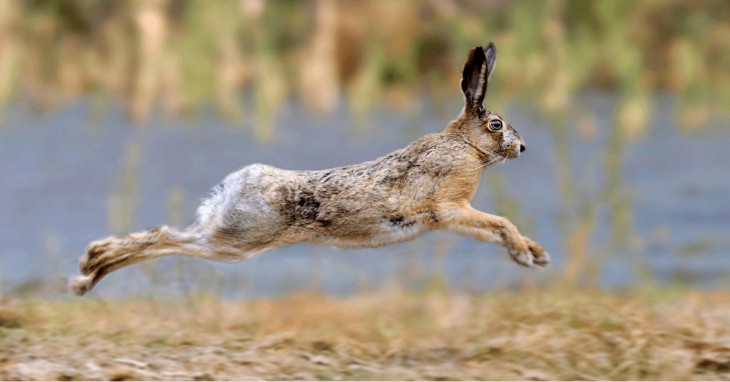 how-high-can-bunny-jump