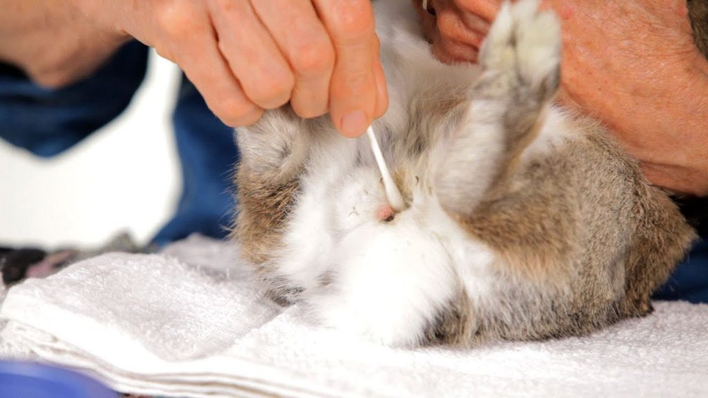 How to Clean Rabbits Feet, Fur, Eyes, Ears, Bottom and Urine Stains? #