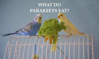 what do parakeets eat?