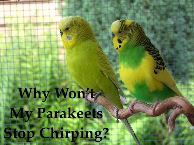 why wont my parakeet stop chirping
