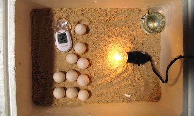 Build an Incubator for Snapping Turtle Eggs