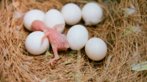 How long does it take for parakeet eggs to hatch
