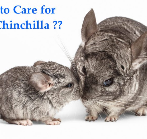 How to Care for Baby Chinchillas