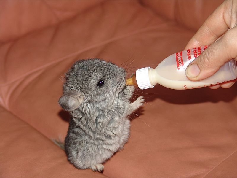 How to Hand Feed Baby Chinchillas