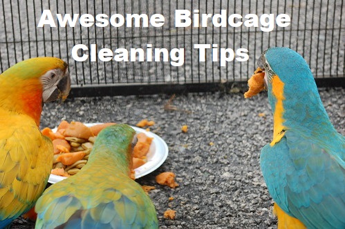 How to Keep Area Around the Bird Cage Clean