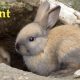 Pregnant Rabbit Labor Signs
