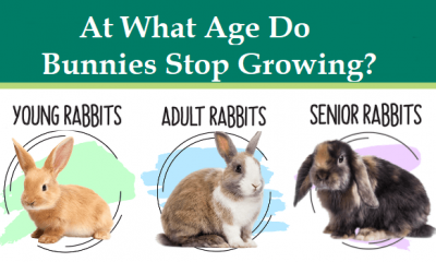 When Do Rabbits Stop Growing