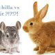 chinchilla vs rabbit