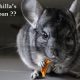 chinchillas life expectancy