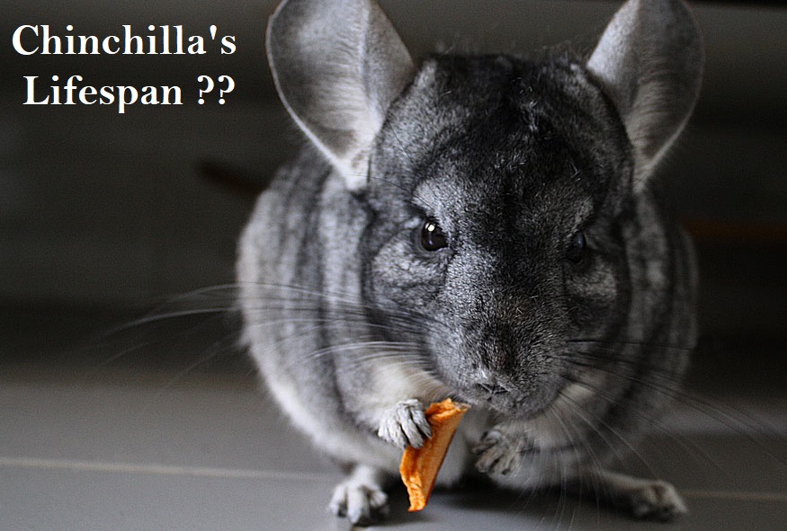 Life span of chinchilla