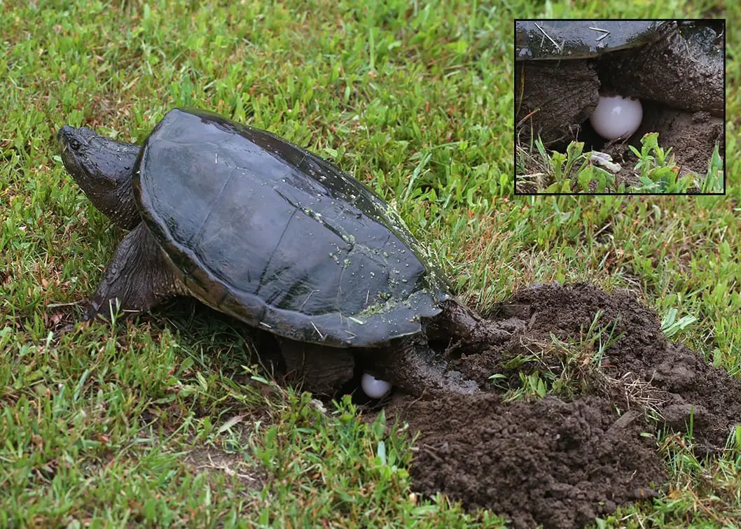 How to Take Care of Snapping Turtle Eggs? #Incubating #Hatching - YardPals