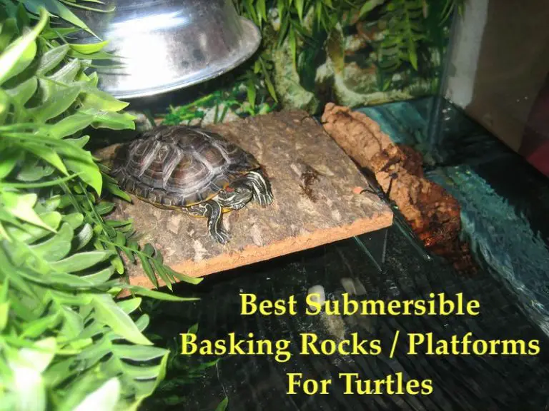 8 Basking Rocks/ Platforms for Turtles – A Perfect Guide - YardPals