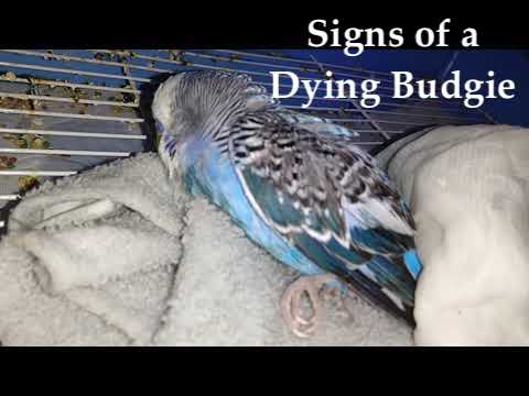 signs of dying budgie