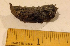 What Does Skunk Poop Look Like? Images & Identifications - YardPals