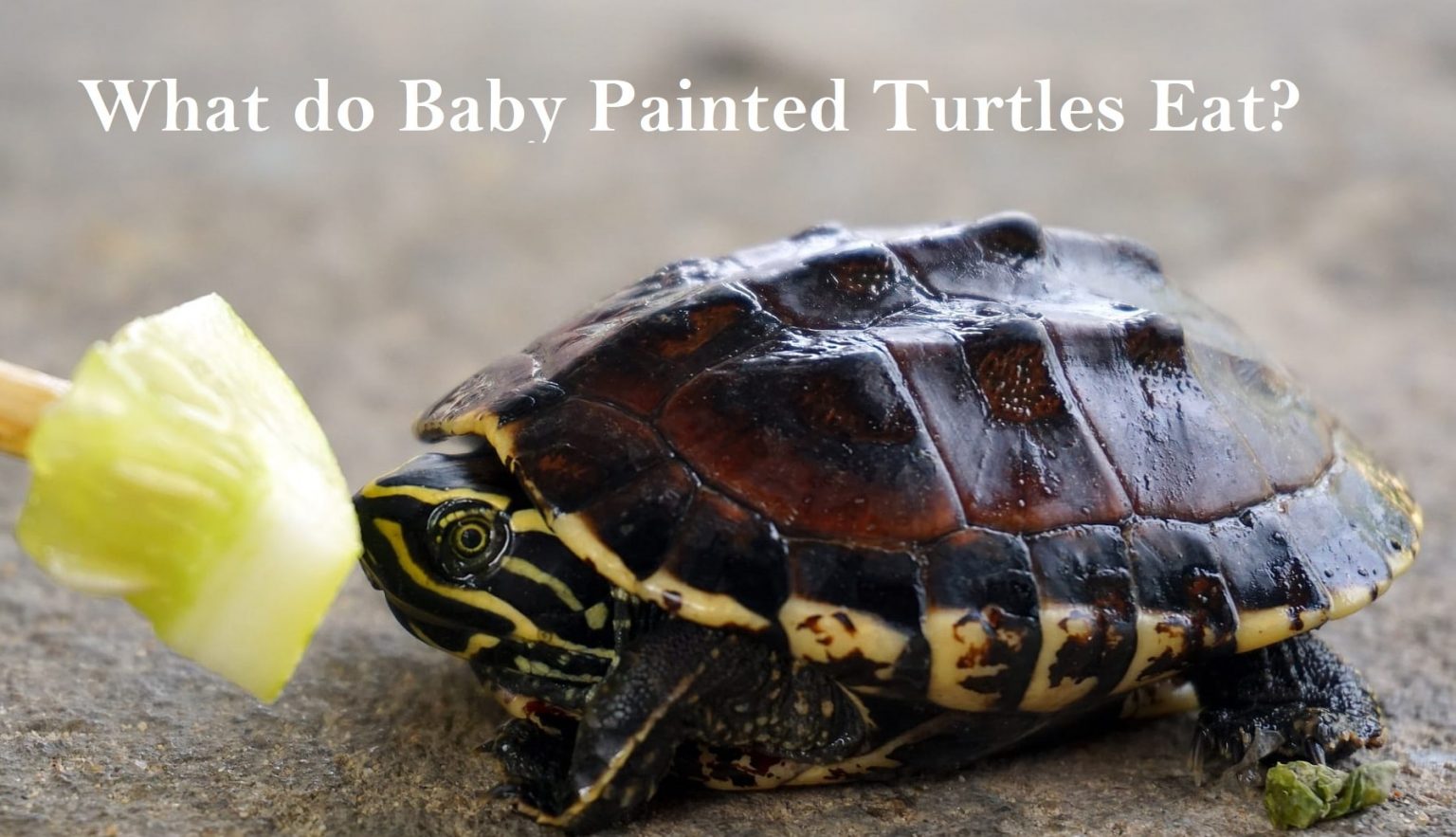 What do Baby Painted Turtles Eat? #Plants #Insects #Wild - YardPals